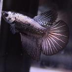  бойцовая рыбка тропическая рыба организм pra cut HMPK медь черный мужской 