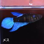  бойцовая рыбка тропическая рыба организм вуаль tail blue black женский размножение 