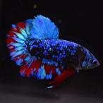  бойцовая рыбка тропическая рыба организм pra cut аватар мужской оттенок черного 