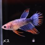  бойцовая рыбка тропическая рыба организм Crown tail orange Gris  cell женский оттенок голубого 