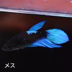  бойцовая рыбка тропическая рыба организм вуаль tail blue black женский размножение 