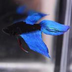  бойцовая рыбка тропическая рыба организм вуаль tail blue black мужской оттенок голубого 