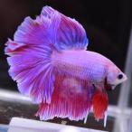 ベタ 熱帯魚 生体 ハーフムーン ピンク オス レッド系