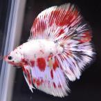 ベタ 熱帯魚 生体 フルムーン ニモカッパー オス ホワイト系