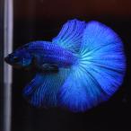 ベタ 熱帯魚 生体 ハーフムーン ターコイズ オス ブルー