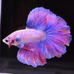 ベタ 熱帯魚 生体 ハーフムーン ピンク オス レッド系