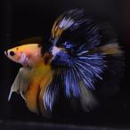 ベタ 熱帯魚 生体 ハーフムーン イエローコイ オス