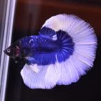 ベタ 熱帯魚 生体 ハーフムーン ブルーバタフライ オス