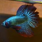 ベタ 熱帯魚 生体 ハーフムーン エイリアングリーン オス ブルー系