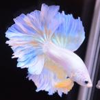 ベタ 熱帯魚 生体 ハーフムーン パステルイエロー オス ブルー系