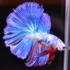 ベタ 熱帯魚 生体 ハーフムーン キャンディ オス ブルー系