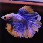 ベタ 熱帯魚 生体 ハーフムーン イエローグリッセル オス ブルー系