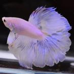 ベタ 熱帯魚 生体 ハーフムーン パステル オス ブルー系