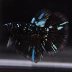 ベタ 熱帯魚 生体 ハーフムーン ブラックスター オス ブルー系