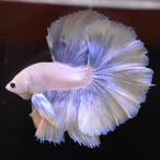 ベタ 熱帯魚 生体 ハーフムーン イエローグリッセル オス ブルー系