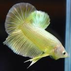 ベタ 熱帯魚 生体 プラカット ゴー