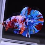 ベタ 熱帯魚 生体 プラカット マルチカラーショートボディー オス ブルー系