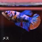  бойцовая рыбка тропическая рыба организм pra cut многоцветный женский размножение 