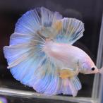 ベタ 熱帯魚 生体 ハーフムーン イエローグリッセル オス