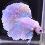  бойцовая рыбка тропическая рыба организм половина moon Dumbo сладкий мужской оттенок красного 