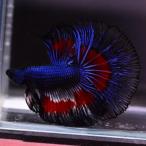 ベタ 熱帯魚 生体 ハーフムーン ブルーレッドドラゴン オス レッド系