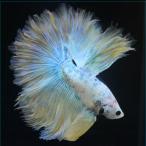 ベタ 熱帯魚 生体 ハーフムーン イエローグリッセル オス ブルー系