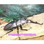 gi черновой . Prosopocoilus inclinatus WE *105mm пара 