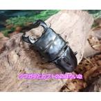  большой ou common ta рогач *79mm пара 