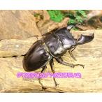sma тигр common ta рогач *84mm пара 