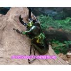 nijiiro рогач темно-зеленый *57mm пара 