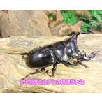 ta Ian tae незначительный oo рогач *70mm пара 