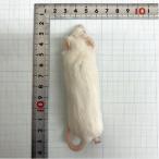 [ бесплатная доставка *. приятный ферма * прохладный рейс отправка ][hi. город восток person .. место ] рефрижератор premium мышь взрослый мышь XL размер (41g~) 10 шт ввод 