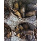 [ бесплатная доставка *. приятный ферма ]te. Via ( коробка ) SSS 0.5~1cm( примерно 4000 шт ввод ) * о доставке. примечания ( изображение ). ссылка. сверху заказ пожалуйста.