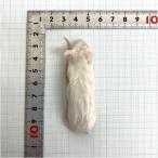 [ бесплатная доставка *. приятный ферма * прохладный рейс отправка ][hi. город восток person .. место ] рефрижератор premium мышь hopper мышь L размер (17~20g) 10 шт ввод ×2 пакет комплект 