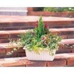  цветок для * емкость 6L relief посадочная машина 370 новый жизнь 