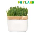  кошка . культивирование комплект ...beji комплект N ( 1 шт )