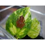 na швейная машина jumekiga L 1 шт 