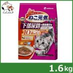猫用ドライフード
