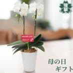 母の日 プレゼント ギフト 胡蝶蘭アマビリス4号 陶器鉢 皿付き メッセージカード 洋ラン 洋蘭 40代 50代 60代 70代