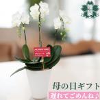 母の日 遅れてごめんね プレゼント ギフト 胡蝶蘭アマビリス6号 3本立ち メッセージカード 洋ラン 洋蘭 40代 50代 60代 70代