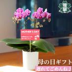 母の日 遅れてごめんね プレゼント ギフト ミニ 胡蝶蘭 ピンク系 鉢カバー付き メッセージカード 洋ラン 洋蘭 鉢花 40代 50代 60代 70代