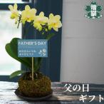 父の日 花 プレゼント ギフト ミディー胡蝶蘭イエロー コケ玉仕立て 皿付き メッセージカード 洋ラン 洋蘭 40代 50代 60代 70代