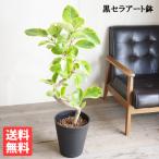 フィカス アルテシーマ ループ仕立て アルテシマ 観葉植物 ブラックセラアート鉢 送料無料 即日出荷