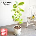 ショッピング観葉植物 フィカス アルテシーマ ループ仕立て アルテシマ 観葉植物 アイボリーテラコッタ鉢植え 送料無料 即日出荷