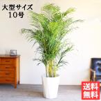 ショッピング観葉植物 アレカヤシ 観葉植物 10号 大型 ヤシの木 おしゃれ 鉢植え 本物 大きい