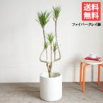 ドラセナ コンシンネ ファイバークレイ鉢カバー付き クリーム 観葉植物 お祝い 送料無料 即日出荷