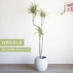 ドラセナ コンシンネ 大サイズ バルーン型鉢カバー アイボリー 送料無料 観葉植物 大型 スタイリッシュ おしゃれ インテリア