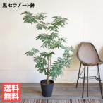 エバーフレッシュ ブラックセラアート鉢植え 観葉植物 送料無料 大型 ネムノキ ねむの木 即日出荷