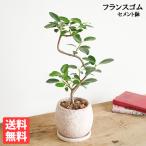 フランスゴム 美カーブ樹形 ピンクベージュ セメント鉢植え 観葉植物 中型 お祝い 高級感あり フィカスルビギノーサ 送料無料 即日出荷