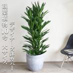 グローカル観葉植物10号大型10号...